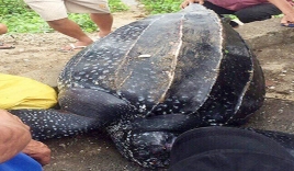 Phát hiện rùa nặng 100 kg dạt vào bờ biển Khánh Hòa